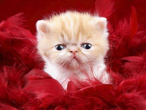 Funny Kitty Puzzle Game Online - Jigsaw Puzzle Game